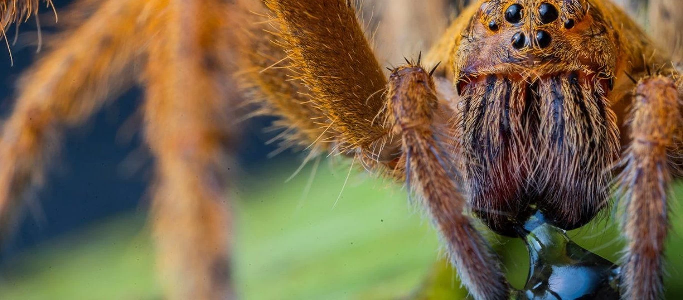 Τα 9+1 πράγματα που δεν γνωρίζατε για τις αράχνες